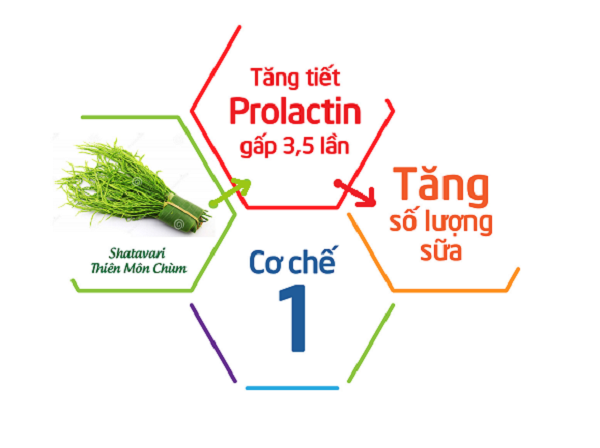 Thiên Môn Chùm làm tăng 3,5 lần Prolactine (Hooc-môn tạo sữa mẹ)