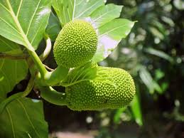 nước lá mít lợi sữa